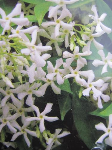 Trachelospermum jasminoides Winter Ruby ® - Sternjasmin - 60-100cm von Baumschule Pflanzenvielfalt