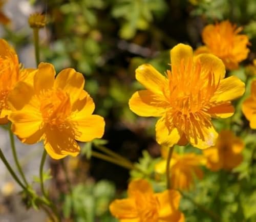 Trollius chinensis Golden Queen - Trollblume - Chinesische Trollblume - Garten Trollblume Verpackungseinheit 5 von Baumschule Pflanzenvielfalt