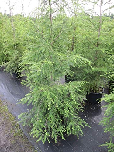 Tsuga canadensis - Kanadische Hemlocktanne Größe 80-100 cm von Baumschule Pflanzenvielfalt