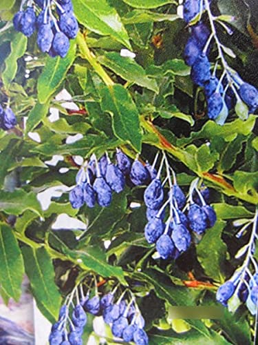 Vaccinium corymbosum Lucky Berry (R) - Heidelbeere Lucky Berry (R) von Baumschule Pflanzenvielfalt