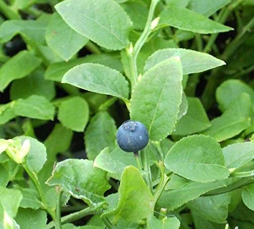 Vaccinium myrtillus - Heimische Blaubeere - Wilde Blaubeere von Baumschule Pflanzenvielfalt