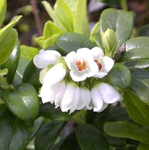 Vaccinium vitis-idea - Preiselbeere von Baumschule Pflanzenvielfalt