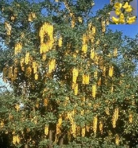 Veredelter Goldregen Vossii - Edel Goldregen - Laburnum watereri 80-100cm von Baumschule Pflanzenvielfalt