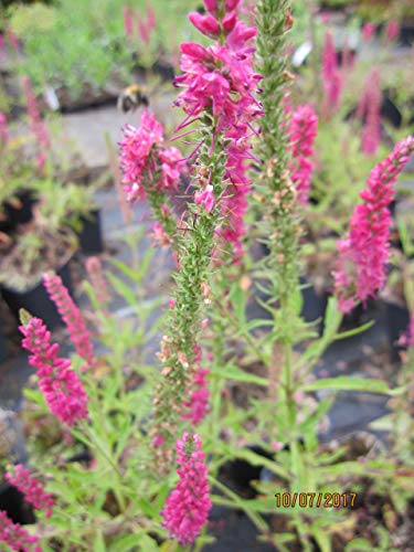 Veronica spicata Rotfuchs - Scheinähriger Ehrenpreis Verpackungseinheit 10 von Baumschule Pflanzenvielfalt