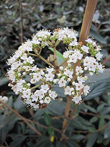 Viburnum Pragense - Prager Schneeball Preis nach Größe 60-80 cm von Baumschule Pflanzenvielfalt