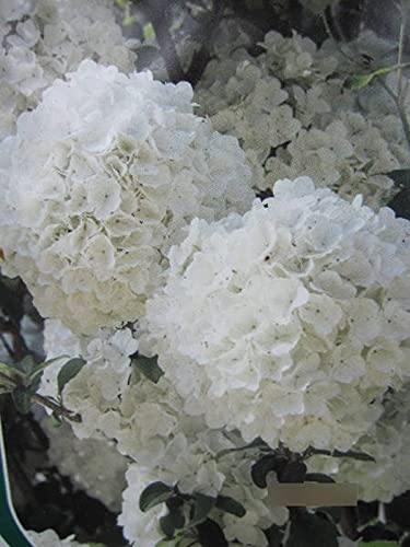 Viburnum macrocephalum Fortuna - Hortensien Schneeball Fortuna - 40-60cm Viburnum macrocephalum Fortuna - Hortensien Schneeball Fortuna - 40-60cm von Baumschule Pflanzenvielfalt