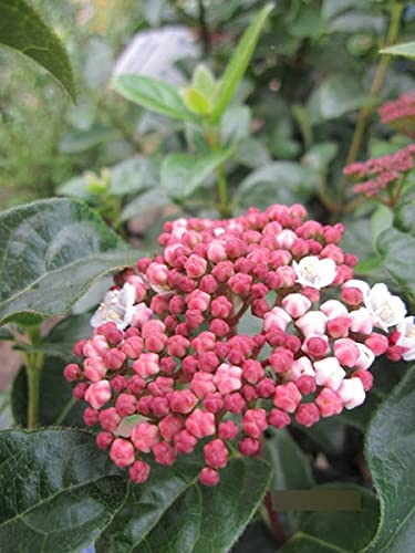 Viburnum tinus Lisarose Loren - Schneeball Lisarose Loren von Baumschule Pflanzenvielfalt