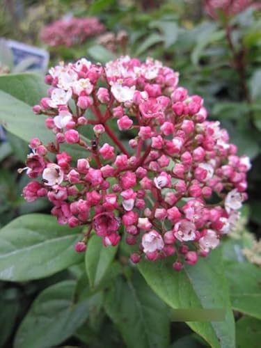 Viburnum tinus Spirit - Lorbeer-Schneeball Spirit 30-40 von Baumschule Pflanzenvielfalt