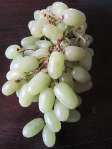 Vitis vinifera Arra Thirty - Kernlose Weintraube Arra Thirty von Baumschule Pflanzenvielfalt