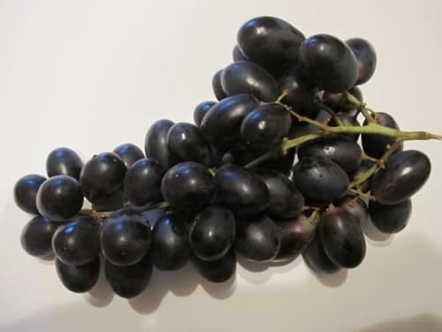 Vitis vinifera Blagratwo - Kernlose Weintraube Blagratwo von Baumschule Pflanzenvielfalt