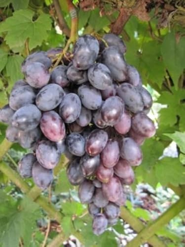 Vitis vinifera Blauer Portugieser, selbstbefruchtend und sehr Mehltaufeste Sort von Baumschule Pflanzenvielfalt