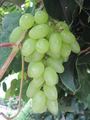 Vitis vinifera Centennial - Kernlose Weintraube Centennial von Baumschule Pflanzenvielfalt