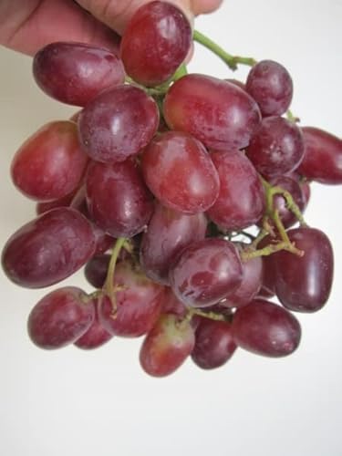 Vitis vinifera Crimson Seedless - Weintraube Crimson Seedless 60-100 von Baumschule Pflanzenvielfalt