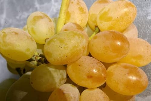 Vitis vinifera Gelber Augusteller - Weintraube Gelber Augusteller von Baumschule Pflanzenvielfalt