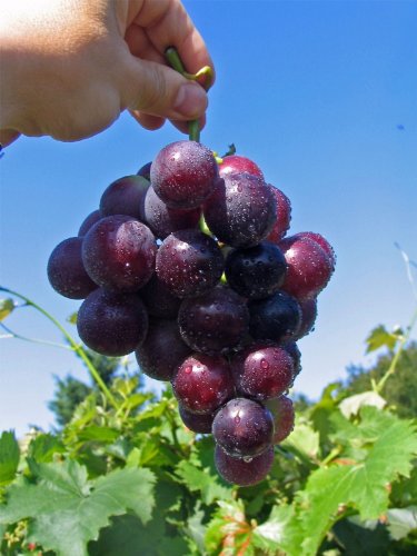 Vitis vinifera Kyoho - dunkelrote Pflaumentraube Weinrebe Tafeltraube - gute Pilztoleranz von Baumschule Pflanzenvielfalt