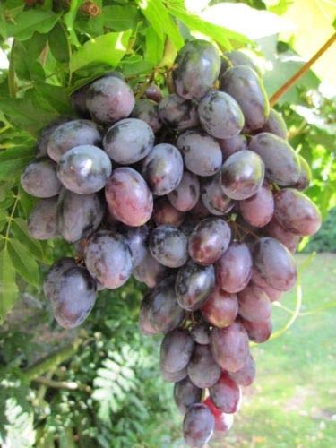 Vitis vinifera Lagrein, bläulich-rote fruchtige Trauben, Züchtung aus Südtirol von Baumschule Pflanzenvielfalt