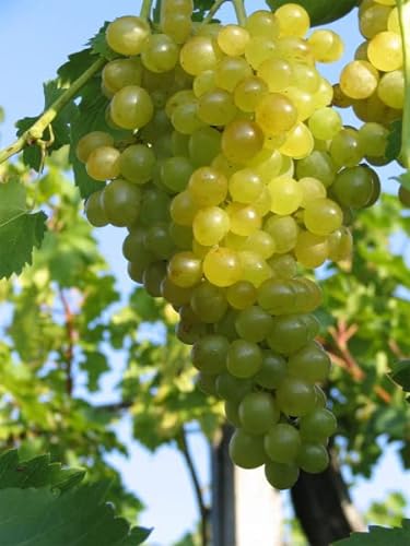 Vitis vinifera Millenium kernlose weiße Weinrebe Tafeltraube pilztolerant von Baumschule Pflanzenvielfalt