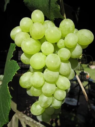 Vitis vinifera Orangentraube - Weintraube Orangentraube von Baumschule Pflanzenvielfalt