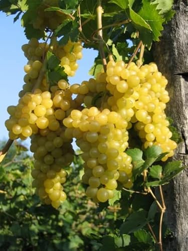 Vitis vinifera Primus - kernlose Weintraube Primus von Baumschule Pflanzenvielfalt