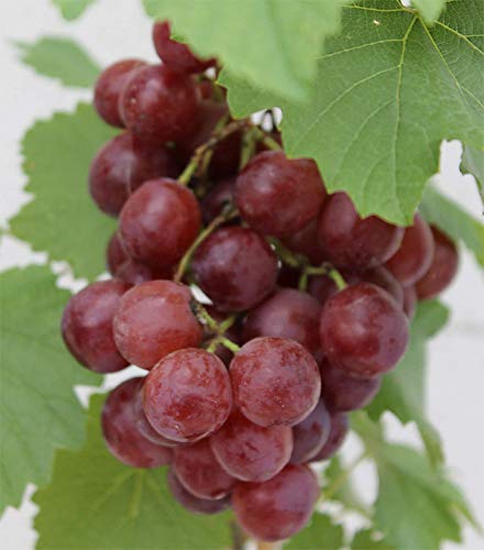 Vitis vinifera Red Flame Seedless - kernlose Weintraube - Tafeltraube von Baumschule Pflanzenvielfalt