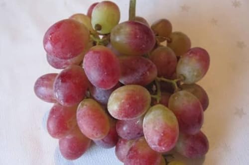 Vitis vinifera Scarlotta - Kernlose Weintraube Scarlotta von Baumschule Pflanzenvielfalt