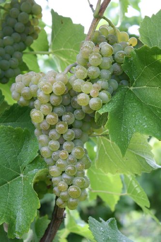 Vitis vinifera Solaris | weiße Weintraube robust stark sehr frühreif veredelt von Baumschule Pflanzenvielfalt