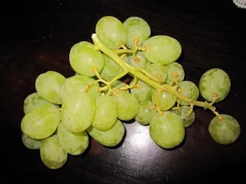Vitis vinifera Sugraone - Weinrebe Sugraone - Kernlos Vitis vinifera Sugraone - Weinrebe Sugraone - Kernlos von Baumschule Pflanzenvielfalt