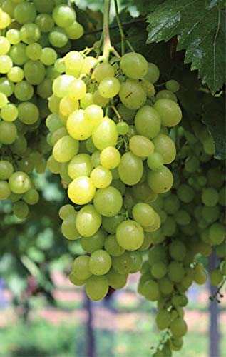 Vitis vinifera Unio - weiße Weintraube Tafeltraube - robust und widerstandsfähig - veredelt mit Neuaustrieb Vitis vinifera Unio - weiße Weintraube Tafeltraube - robust und widerstandsfähig - veredelt mit Neuaustrieb von Baumschule Pflanzenvielfalt