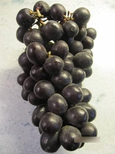 Vitis vinifera Venus Seedless - kernlose Weintraube Venus Vitis vinifera Venus Seedless - kernlose Weintraube Venus von Baumschule Pflanzenvielfalt