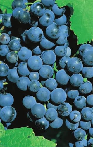 Vitis vinifera Weinrebe Dornfelder | blaue Weintraube Tafeltraube | mittelfrühe von Baumschule Pflanzenvielfalt