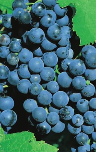 Vitis vinifera Weinrebe Dornfelder | blaue Weintraube Tafeltraube | mittelfrühe Vitis vinifera Weinrebe Dornfelder | blaue Weintraube Tafeltraube | mittelfrühe von Baumschule Pflanzenvielfalt