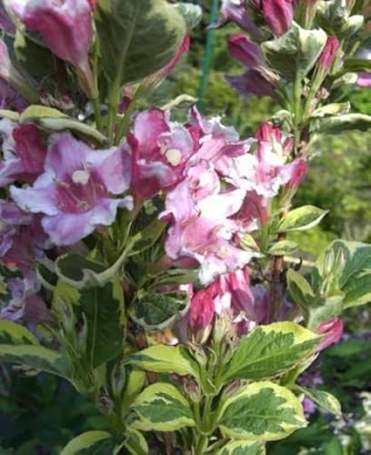 Weigela florida Nana Variegata - Buntblättrige Weigelie 40-60 von Baumschule Pflanzenvielfalt