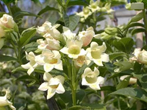 Weigelia middendorfiana - Gold-Weigelie 60-100 von Baumschule Pflanzenvielfalt