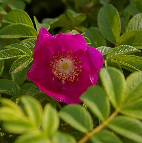 Wildrose - Rosa rugosa - rosa - Duft++ - Kartoffelrose - Apfelrose - Japanrose - Hagebutte Preis nach Stückzahl 3 Stück von Baumschule Pflanzenvielfalt