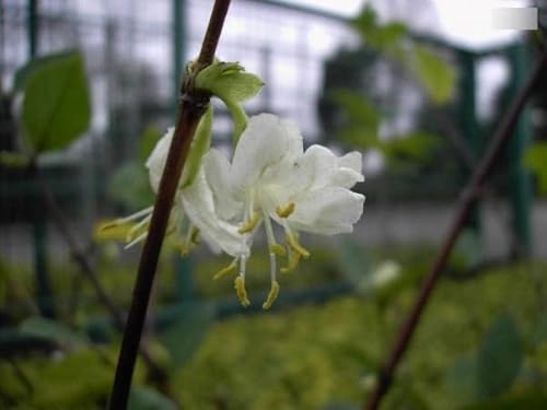 Winter-Heckenkirsche - Duft-Heckenkirsche - Lonicera purpusii - stark duftend (30-40) von Baumschule Pflanzenvielfalt