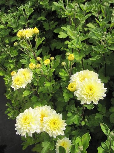 Winteraster - Chrysantheme Poesie - Chrysanthemum hortorum Poesie Verpackungseinheit 1 von Baumschule Pflanzenvielfalt
