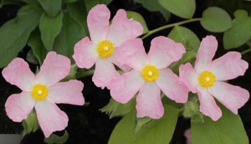 Winterharte Zistrose Grayswood Pink - Cistus Grayswood Pink 25-30cm von Baumschule Pflanzenvielfalt