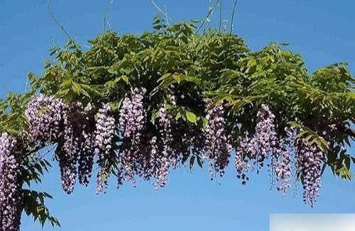 Wisteria floribunda violacea plena (125-150 cm) Blauregen von Baumschule Pflanzenvielfalt
