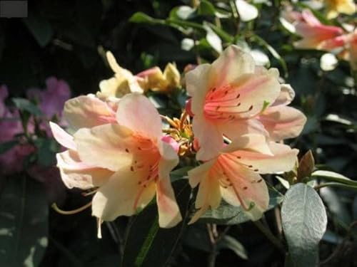 Zinnoberroter Rhododendron - Rhododendron cinnabarinum 30-40cm von Baumschule Pflanzenvielfalt