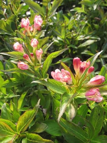 Weigela florida All Summer Peach - Zwerg-Weigelie - 30-40 von Baumschule Pflanzenvielfalt