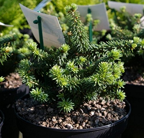 Zwergform der Balsamtanne Piccolo - Abies balsamea Piccolo - 15-20 von Baumschule Pflanzenvielfalt