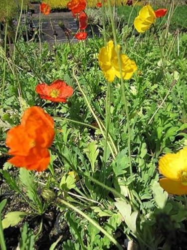 Zwergiger Islandmohn Gartenzwerg - Papaver nudicaule Gartenzwerg Verpackungseinheit 3 von Baumschule Pflanzenvielfalt