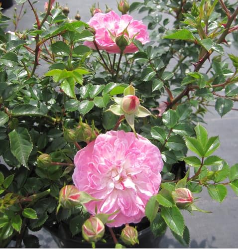 Zwergrose Pinocchio ® - Rosa Pinocchio ® - Tantau Rose von Baumschule Pflanzenvielfalt