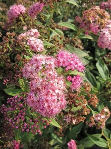 Zwergspiere Shirobana - Harlekinspiere - Spierstrauch - Spiraea japonica 40-60 Zwergspiere Shirobana - Harlekinspiere - Spierstrauch - Spiraea japonica 40-60 von Baumschule Pflanzenvielfalt
