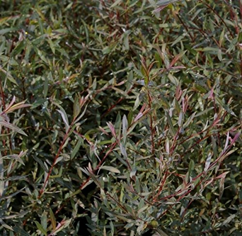 Zwergweide Nana - Kugelweide - Purpurweide - Salix purpurea 60-100 von Baumschule Pflanzenvielfalt