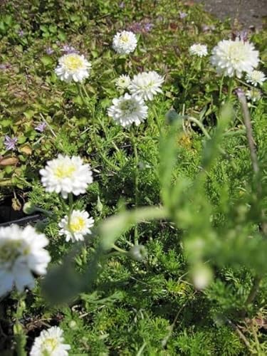 gefüllte Römische Scheinkamille - Chamaemelum nobile Plenum von Baumschule Pflanzenvielfalt