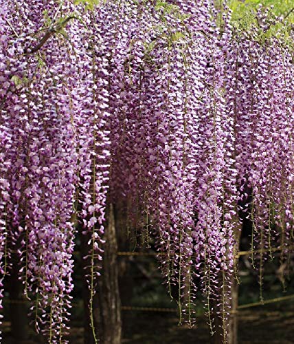 Japanischer Blauregen - Wisteria Floribunda Rosea - raschwüchsig, stark duftend - 40-60 cm von Baumschule PlantaPro