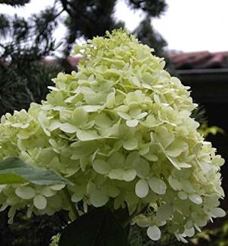 Rispen-Hortensie Hydrangea paniculata - Limelight - -R- - sehr frosthart, robust, duftend - 40-60 cm von Baumschule PlantaPro