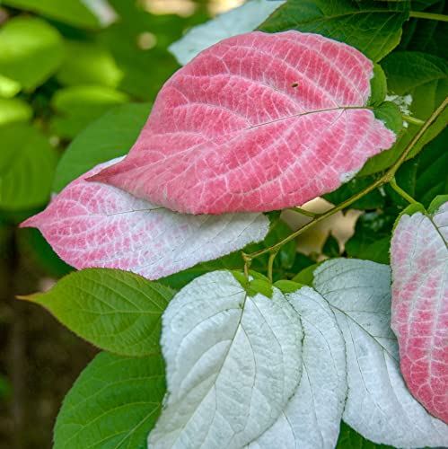 Actinidia Adam - Männlich 1L Garten Pflanzen mit schönen Blüten - Die perfekte Dekoration für Ihr Grundstück - Für Anfänger und professionelle Gärtner - Obst Kletterpflanzen für jede Wand im Garten von Baumschule WEDROWSKI w