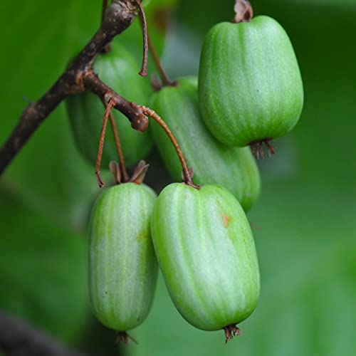 Actinidia Dr. Szymanowski - Selbstfruchtbar 1L Garten Pflanze mit Schönen Blüten - Die Perfekte Dekoration für Ihr Grundstück - Für Anfänger und Professionelle Gärtner - Leckeres und Gesundes Obst von Baumschule WEDROWSKI w